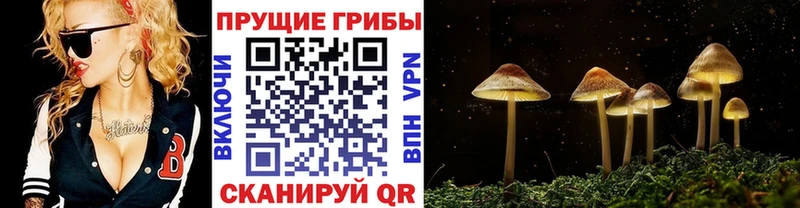 Псилоцибиновые грибы Psilocybine cubensis Мончегорск